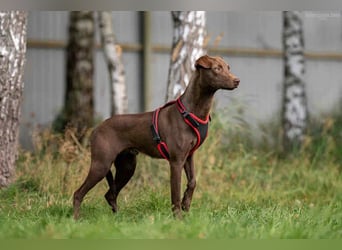Liebenswerter Tommy sucht seine Familie