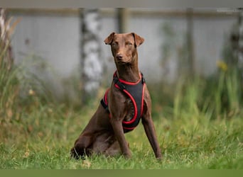 Liebenswerter Tommy sucht seine Familie