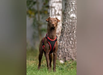 Liebenswerter Tommy sucht seine Familie
