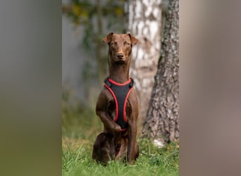 Liebenswerter Tommy sucht seine Familie