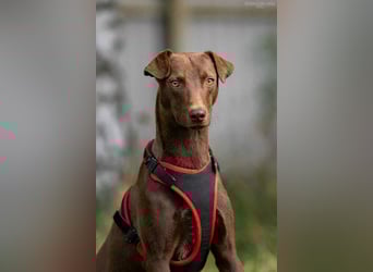 Liebenswerter Tommy sucht seine Familie