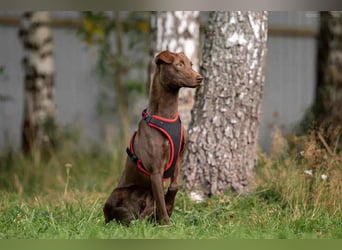 Liebenswerter Tommy sucht seine Familie