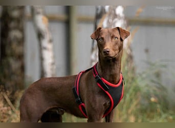 Liebenswerter Tommy sucht seine Familie