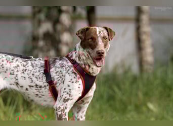 Vorsichtige Kira sucht liebevolles Zuhause