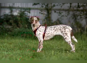 Hübsche Kira sucht liebevolles Zuhause Hübsche Kira sucht liebevolles Zuhause