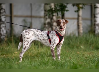 Hübsche Kira sucht liebevolles Zuhause Hübsche Kira sucht liebevolles Zuhause
