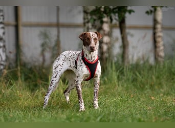 Hübsche Kira sucht liebevolles Zuhause Hübsche Kira sucht liebevolles Zuhause