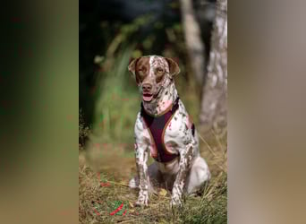 Zurückhaltende Kira sucht ihr Zuhause