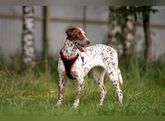 Vorsichtige Kira sucht warmes Körbchen