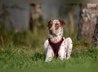 Vorsichtige Kira sucht ihr perfektes Zuhause