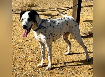 Bella, hofft auf eine neue Chance Bella, hofft auf eine neue Chance