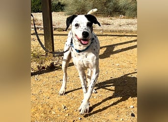 Bella, hofft auf eine neue Chance Bella, hofft auf eine neue Chance
