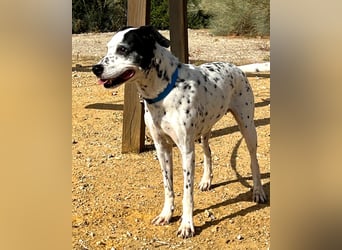 Bella, hofft auf eine neue Chance Bella, hofft auf eine neue Chance