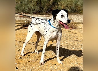 Bella, hofft auf eine neue Chance Bella, hofft auf eine neue Chance