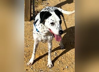 Bella, hofft auf eine neue Chance Bella, hofft auf eine neue Chance