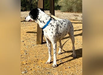Bella, hofft auf eine neue Chance Bella, hofft auf eine neue Chance
