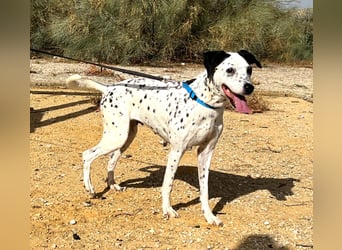 Bella, hofft auf eine neue Chance Bella, hofft auf eine neue Chance