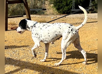 Bella, hofft auf eine neue Chance Bella, hofft auf eine neue Chance