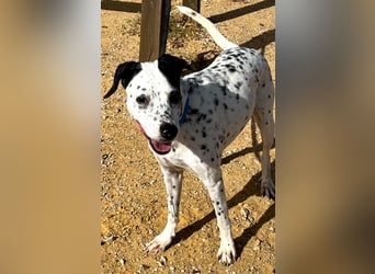 Bella, hofft auf eine neue Chance Bella, hofft auf eine neue Chance