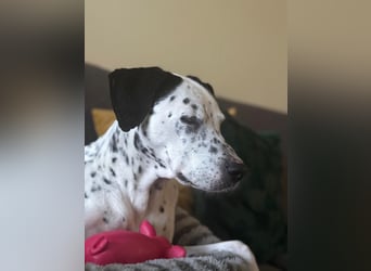 Damit Bella sich geborgen fühlt – ein Herzplatz ohne Einsamkeit