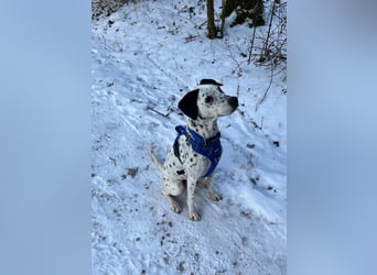 Damit Bella sich geborgen fühlt – ein Herzplatz ohne Einsamkeit