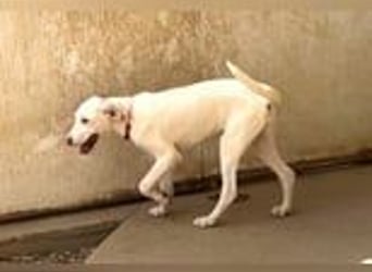 Marcella wartet ganz vorsichtig auf ihre Chance