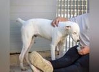 Marcello- Nimm' mich an die Pfote und zeig' mir die Welt!