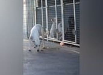 Marcella wartet ganz vorsichtig auf ihre Chance