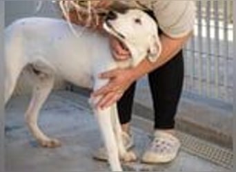 Marcello- Nimm' mich an die Pfote und zeig' mir die Welt!