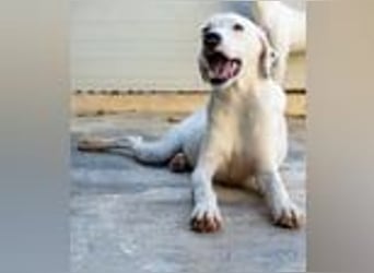 Marcello- Nimm' mich an die Pfote und zeig' mir die Welt!