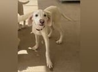 Marcella wartet ganz vorsichtig auf ihre Chance