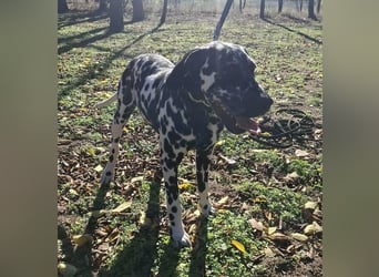 Jimmy, geboren 04.2025, 54cm sucht sein Körbchen