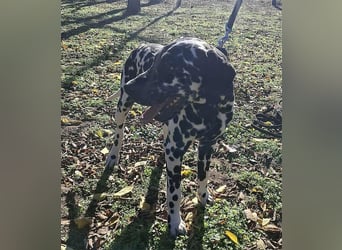 Jimmy, geboren 04.2025, 54cm sucht sein Körbchen