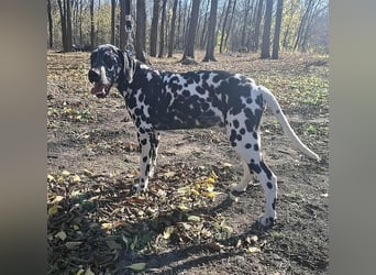 Jimmy, geboren 04.2025, 54cm sucht sein Körbchen