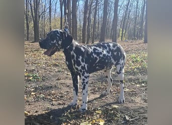 Jimmy, geboren 04.2025, 54cm sucht sein Körbchen