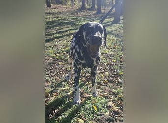 Jimmy, geboren 04.2025, 54cm sucht sein Körbchen