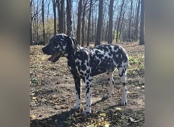 Jimmy, geboren 04.2025, 54cm sucht sein Körbchen