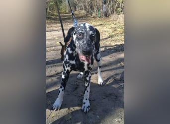 Jimmy, geboren 04.2025, 54cm sucht sein Körbchen