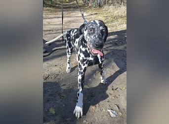 Jimmy, geboren 04.2025, 54cm sucht sein Körbchen