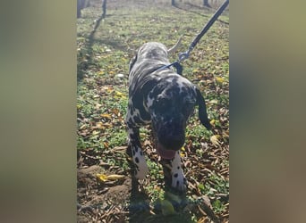 Jimmy, geboren 04.2025, 54cm sucht sein Körbchen