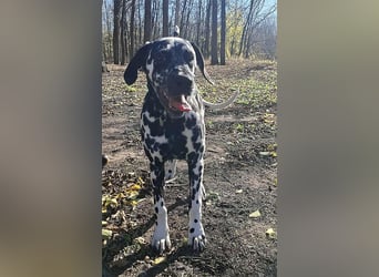Jimmy, geboren 04.2025, 54cm sucht sein Körbchen
