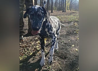 Jimmy, geboren 04.2025, 54cm sucht sein Körbchen