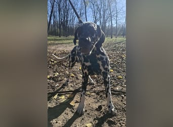 Jimmy, geboren 04.2025, 54cm sucht sein Körbchen