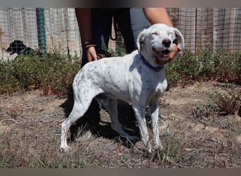 Wer öffnet sein ❤️ für SALVADOR - einen alten fast blinden Hund ??