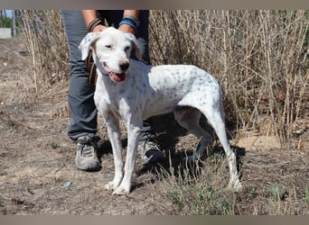 Wer öffnet sein ❤️ für SALVADOR - einen alten fast blinden Hund ??