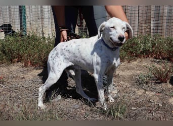 Wer öffnet sein ❤️ für SALVADOR - einen alten fast blinden Hund ??