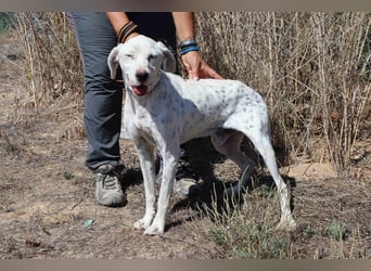 Wer öffnet sein ❤️ für SALVADOR - einen alten fast blinden Hund ??