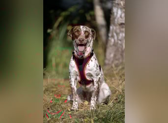 Vorsichtige Kira sucht ihre Familie