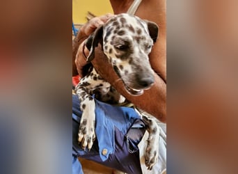 Nat - offen, liebt Streicheleinheiten und neugierig Nat - offen, liebt Streicheleinheiten und neugierig