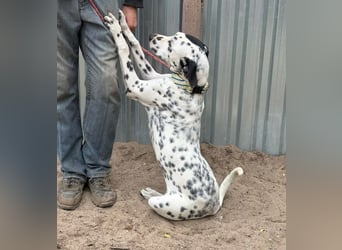 KONGO - Besonderer Dalmtiner-Mix, freundlich und sportlich KONGO - Besonderer Dalmtiner-Mix, freundlich und sportlich